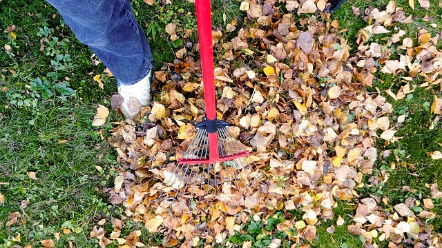 Why Fall Clean-up is Critical for Healthy Cape Cod Lawn Care